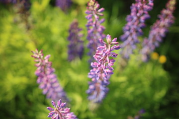 fields, meadows, green, grass, sun, summer, morning, life, relaxation, rest, vegetation, lupine, lupins, flowers, flower, petals, petal, beautiful, background, landscape, nature, flara, plant, purple