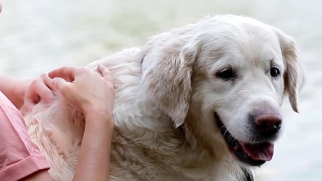 Woman pey her labrador