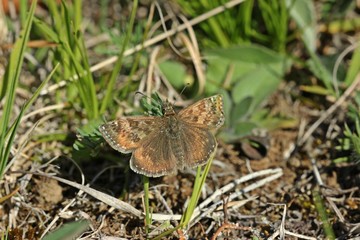 Kronwicken-Dickkopffalter (Erynnis tages)