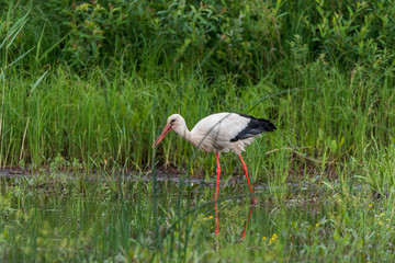 Stork Hunting for Food in Wetlands in Latvia