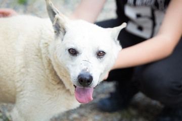 Old white stray dog adopted