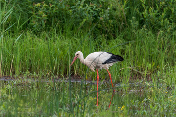 Stork Hunting for Food in Wetlands in Latvia