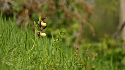 Frisch aufgeblühter Gelber Frauenschuh (Cypripedium calceolus)