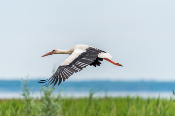 Stork Flying Over Wetlands in Latvia