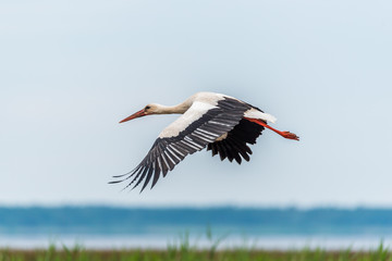 Stork Flying Over Wetlands in Latvia