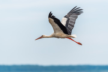 Stork Flying Over Wetlands in Latvia