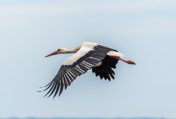 Stork Flying Over Wetlands in Latvia