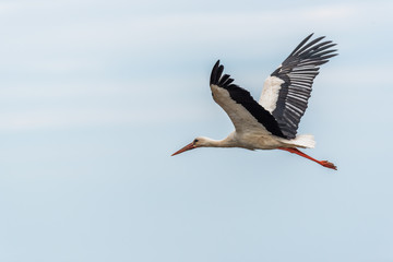 Stork Flying Over Wetlands in Latvia