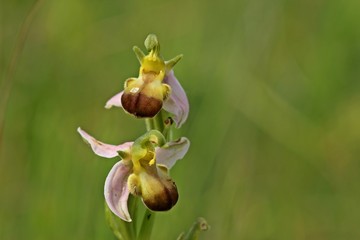 Varietät der Bienen-Ragwurz (Ophrys apifera var. bicolor)