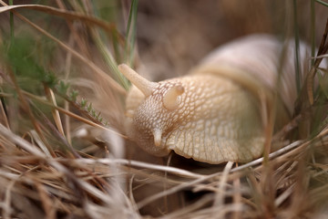 Snail sitting in the grass