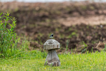 Wagtail on a Wooden Mushroom