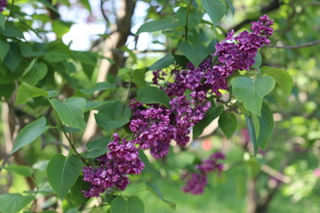 branch of lilac
