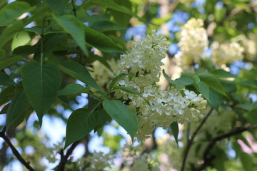 white flowers in spring
