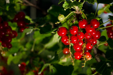 A bunch of redcurrant berries grow on a green bush under the sun's rays