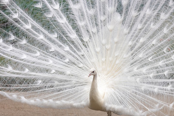 Obraz premium 白孔雀, シロクジャク, インドクジャク, 白変種