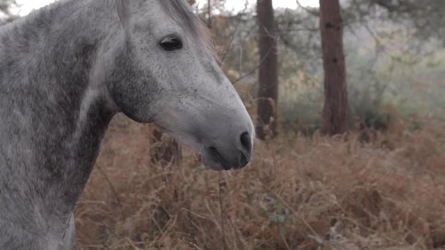 Beautiful gray wild horse posing in the forest in the mountain during afternoon. Green Nature. Head Close up.