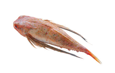 Spotted gurnard fish isolated on white background, Pterygotrigla picta