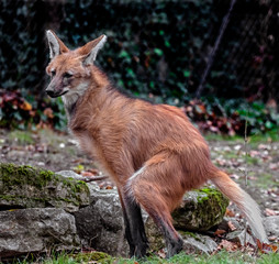 Maned wolf in its enclosure. Latin name - Chrysocyon brachyurus