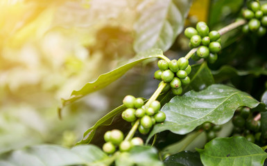 Green coffee beans, selective focuse, coffee plant with vintage warm light