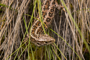 lizard in grass