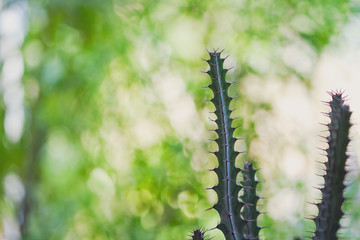 Cactus on green blurred background.