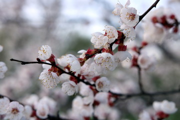 Blooming Spring Cherry Orchard