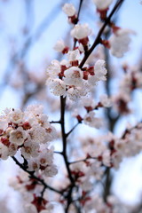 Blooming Spring Cherry Orchard