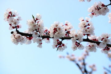 Blooming Spring Cherry Orchard