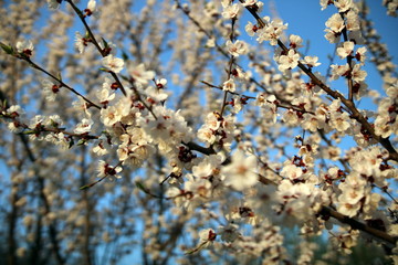 Blooming Spring Cherry Orchard