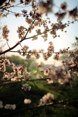 Blooming Spring Cherry Orchard