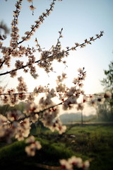 Blooming Spring Cherry Orchard