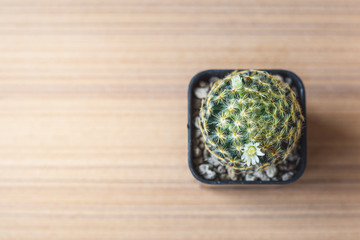 Closeup small cactus (Mammillaria schiedeana) on wooden plate with sunlight through the window.