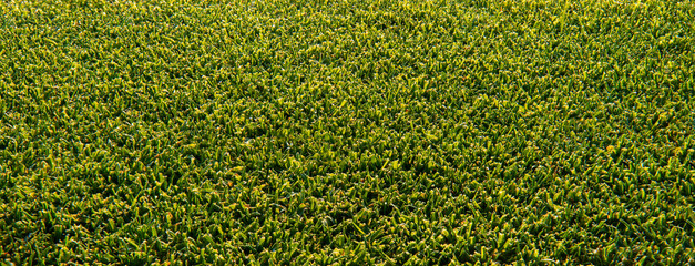 background of green grass