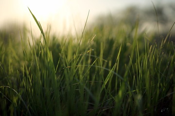  Grass in the meadow close-up in the rays of the sun