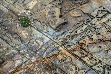 A cluster of small flowers sprout in a crack