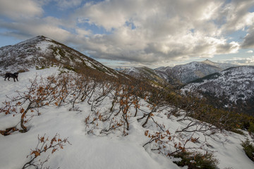 A group of dwarf oaks in the snowy mountains