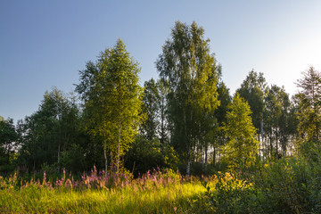 meadow with chamaenerion