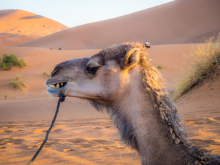 Closeup face of Arabian camel or Dromedary (Camelus dromedarius) the tallest of the three species of camel.