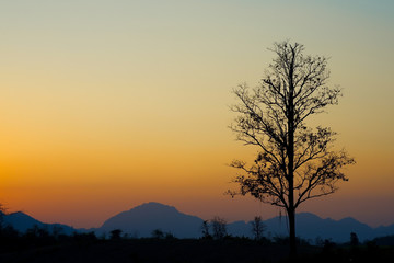 The tree with branches shows loneliness at dusk as a silhouette.