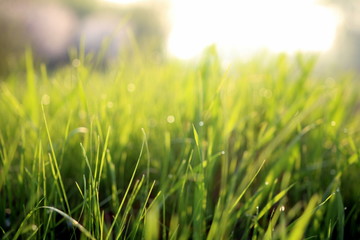  Grass in the meadow close-up in the rays of the sun