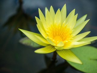 The yellow lotus that is blooming
