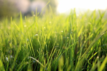  Grass in the meadow close-up in the rays of the sun