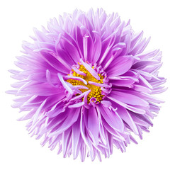 Watercolor light purple aster flower isolated on a white background with clipping path without shadows. close-up. Nature. - obrazy, fototapety, plakaty