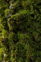 Muschio e Lichene in dettaglio nel bosco sul Vulcano Etna