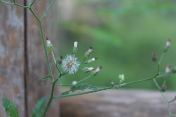 flowers on a green background