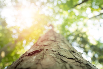 Tree trunk in the forest: Close up picture, blurry green background