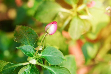 Small pink roses that are growing on their trees and have morning light.