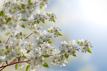 apple-tree flowers, spring blossoming