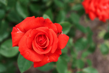 Red garden roses, closeup, summer floral background.