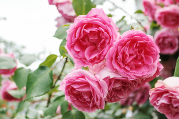 Pink garden roses, closeup, summer floral background.